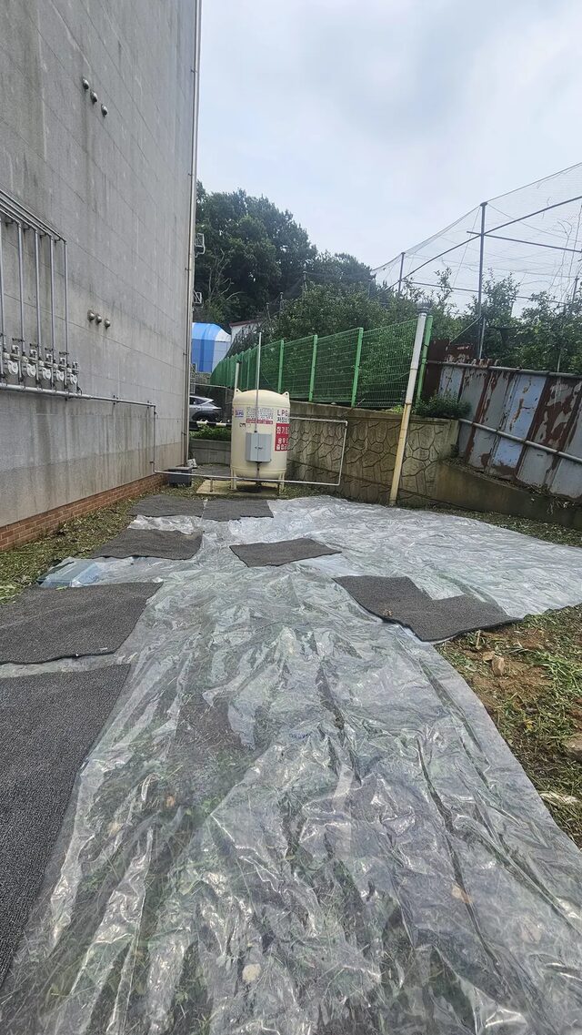 잔디밭에 섞여 자란 화본과 잡초를 손으로 골라내는 잔디잡초제거 작업 모습