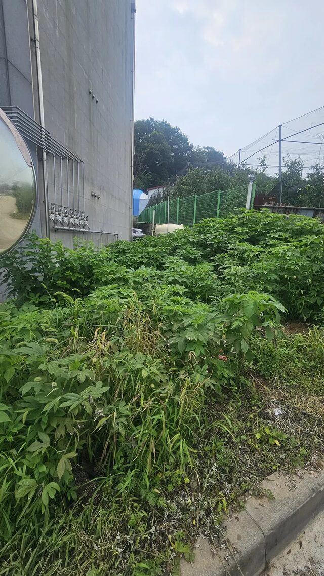 정리 후 잔디밭 가장자리에서 새로 올라온 잡초 새싹을 확인하는 모습