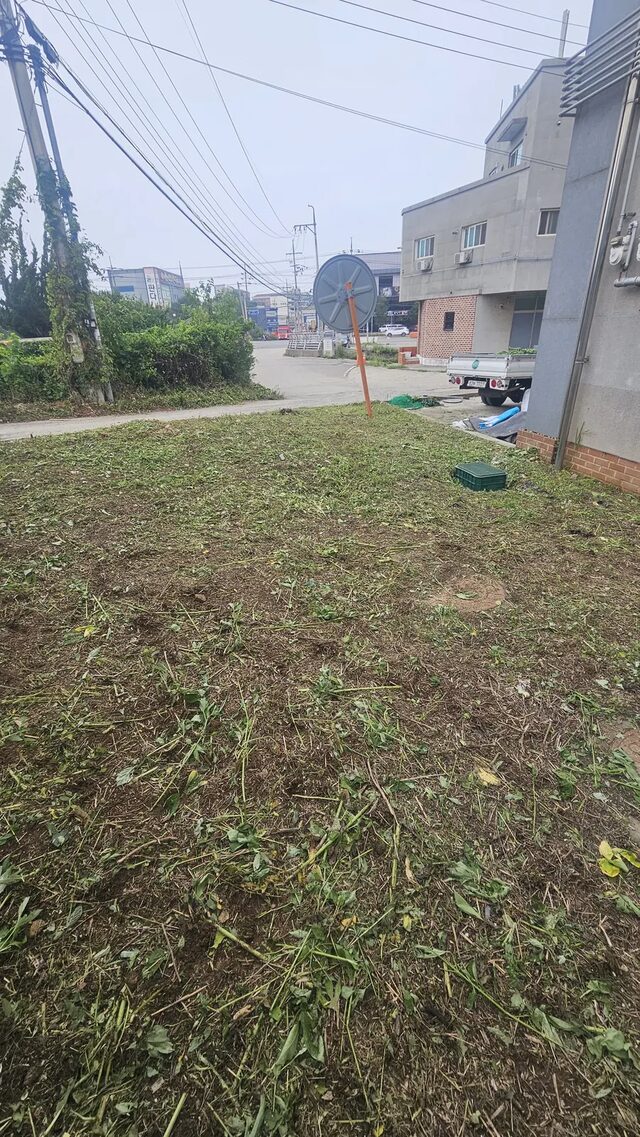 나대지잡초제거 작업 전 망초와 개망초가 무성하게 자란 부지 모습