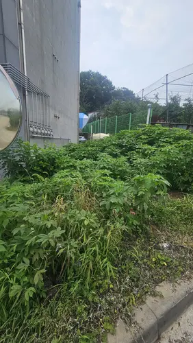 잡초제거 방치 건물 복구
