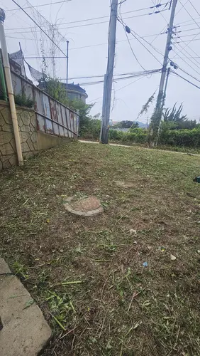 잡초제거 작업 전 (잡초 무성)